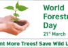 Why Do You Plant More Trees on International Forest Day