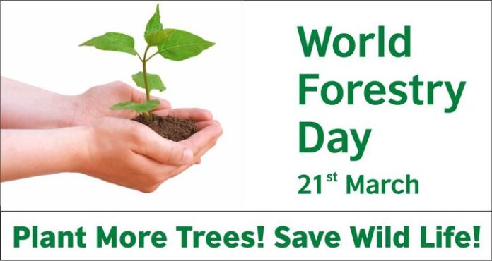 Why Do You Plant More Trees on International Forest Day Why Do You Plant More Trees on International Forest Day