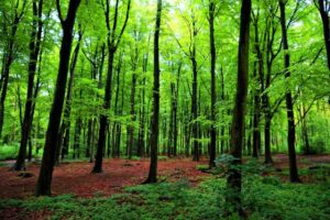 Why Do You Plant More Trees on International Forest Day 1 Why Do You Plant More Trees on International Forest Day