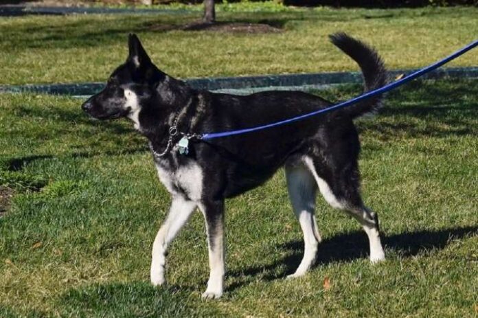 President Joe Biden's dog, 'Major,' was involved in a second biting incident. President Joe Biden's dog, 'Major,' was involved in a second biting incident.