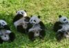 According to China, giant pandas are no longer endangered, but they remain vulnerable
