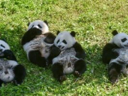 According to China, giant pandas are no longer endangered, but they remain vulnerable