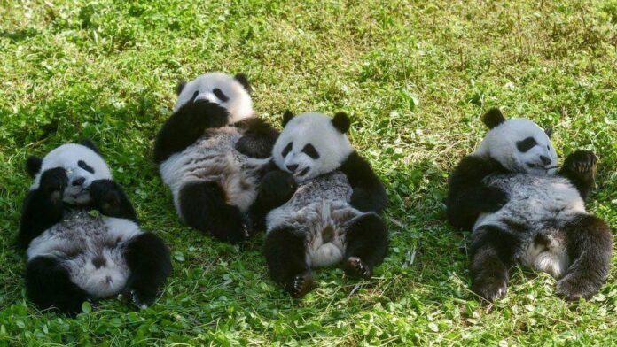 According to China, giant pandas are no longer endangered, but they remain vulnerable According to China, giant pandas are no longer endangered, but they remain vulnerable
