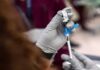 Pfizer and BioNTech are sceptical about the efficiency of Covid vaccinations against the 'Omicron' strain.