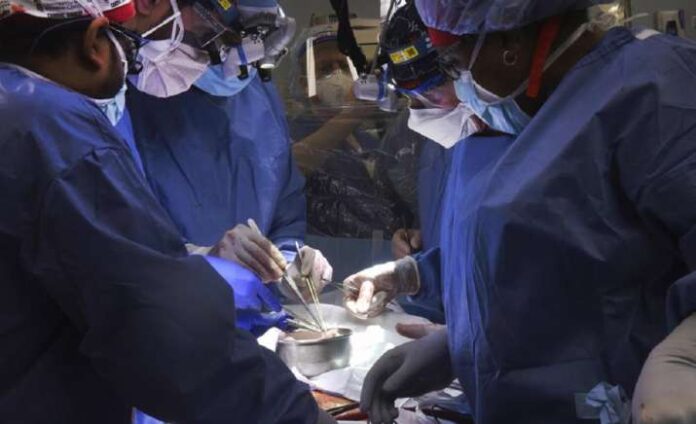 In a first, surgeons in the United States transplanted a pig heart into a human patient In a first, surgeons in the United States transplanted a pig heart into a human patient