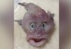 Scientists in New Zealand have made a "very rare and exciting discovery": a baby ghost shark