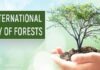 International Day of Forests March 21 United Nations International Day Of Forests 2022