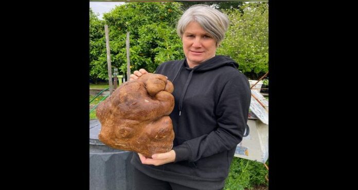POTATO (1)