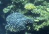 Australia claims, Great Barrier Reef, Australia's northeast coast, Mass bleaching