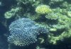 Australia claims, Great Barrier Reef, Australia's northeast coast, Mass bleaching