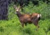Canada deer, Zombie Disease, Centers for Disease Control