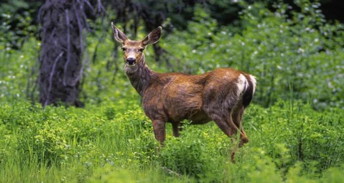 canada deer Canada deer, Zombie Disease, Centers for Disease Control