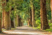 Everything You Need to Know About the International Day of Biological Diversity in 2022 International Day of Biological Diversity, 22May, biodiversity, Theme, History, UN Biodiversity Conference