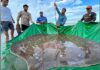 Cambodian Fishermen, Capture Endangered Giant Fish, Cambodian fishermen, Asia's largest and rarest fish, 180 kilograms, Scientists, US-funded Wonders, Thailand, Laos, Myanmar, Cambodia, Vietnam,