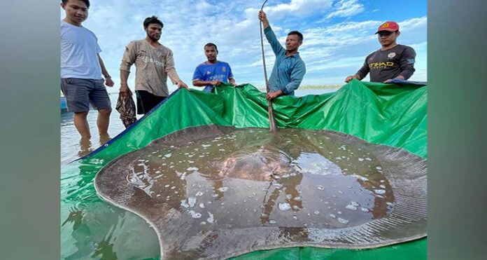 fish Cambodian Fishermen, Capture Endangered Giant Fish, Cambodian fishermen, Asia's largest and rarest fish, 180 kilograms, Scientists, US-funded Wonders, Thailand, Laos, Myanmar, Cambodia, Vietnam,