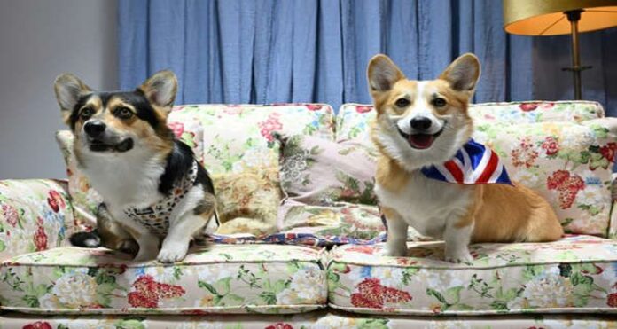 dogs (1) Cuddles with Corgis, Honor Queen Elizabeth, Elizabeth's Favorite Canines, Union Jack bandana, The queen, Queen Elizabeth II, Platinum Jubilee, London's historic Leadenhall Market