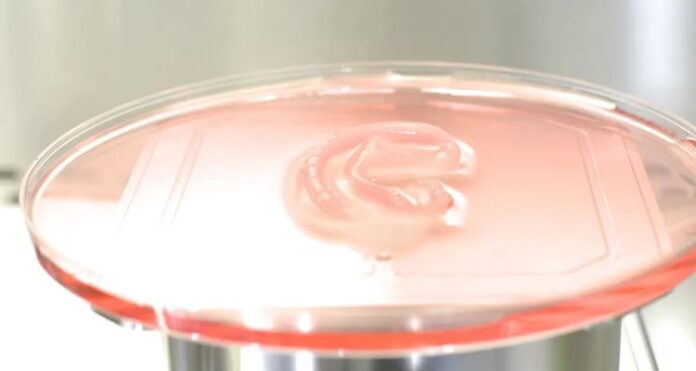 ear Doctors successfully transplant, 3D-printed ear, living cells, 3DBio Therapeutics, Alexa, 3D bio-printed