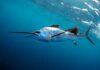 Sailfish Stabs 73-Year-Old Woman in the United States: Report