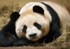 Pandas, Became Vegan, Fossil Discovery in China, panda fossils in China