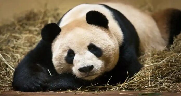 panda Pandas, Became Vegan, Fossil Discovery in China, panda fossils in China