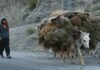 United Nations, World Bank, $20 million, Afghanistan, United Nations Development Programme (UNDP)