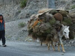 United Nations, World Bank, $20 million, Afghanistan, United Nations Development Programme (UNDP)