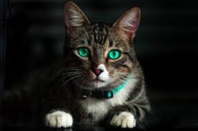 History, Importance, and How to Celebrate World Cat Day 2022 History, Importance, and How to Celebrate World Cat Day 2022