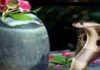 History, significance, and greetings for Nag Panchami 2022