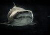 China Vlogger Under Investigation, Eating and Roasting, a Great White Shark