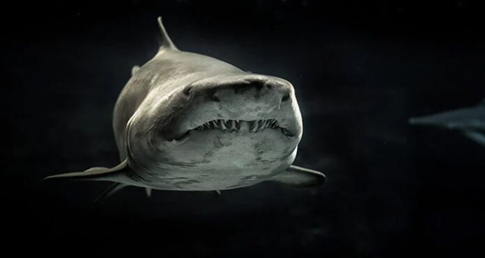 fish China Vlogger Under Investigation, Eating and Roasting, a Great White Shark