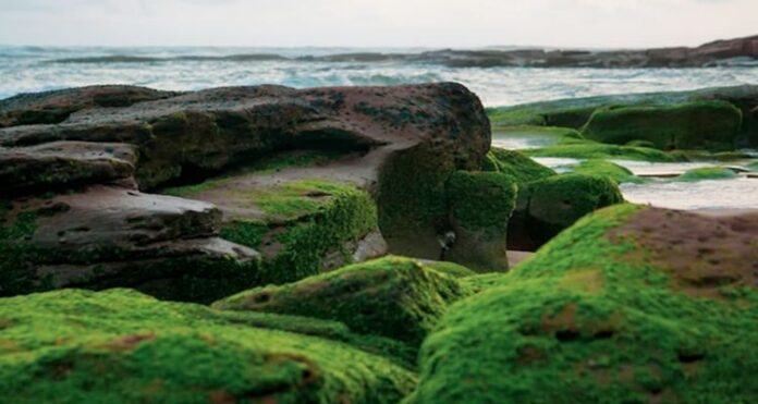 CALLIFORNIA (1) Fish Toxins, Algal Bloom, California, The California Water, Water Quality Monitoring Council,