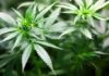 Former drug offenders in New York are getting their first marijuana licences