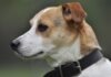 A pet dog shoots and kills a US man on a hunting trip