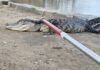 In New York Park, a "extremely lethargic alligator"  captured